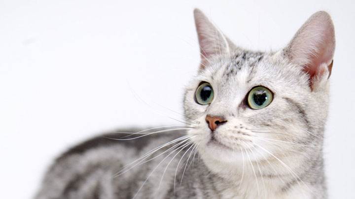 Sweet Cat Looking For Somthing